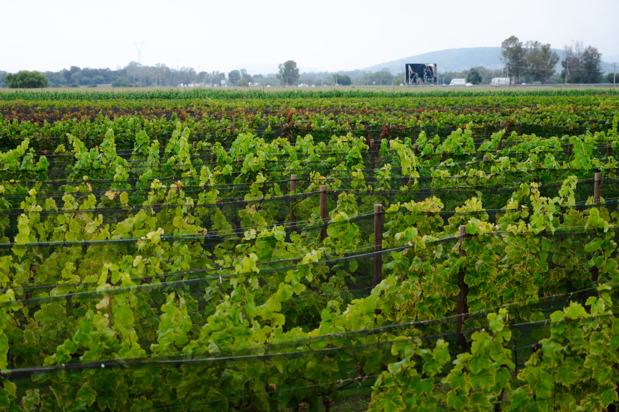 Cava Gran Lugar Grandes Vinos Turismo Del Estado De Quer Taro