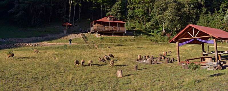 Sheep Cabins