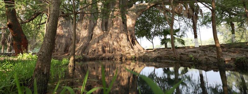 ancient tree