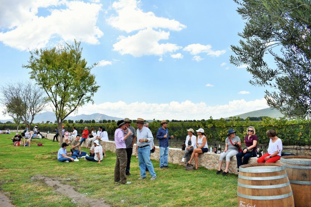 Vendimia Freixenet (10)