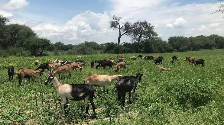 WhatsApp Image 2025-10-28 at 1.41.30 PM (1)