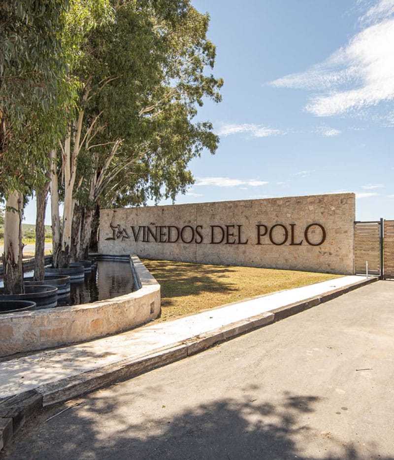 vinedos-del-polo
